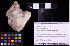 Foto (Objekt + Etiketten) von Galatheoidea indet. (NHMW-GEO-1990-0041-0511)